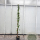 Lonicera heckr. 'Goldflame' 200-225 cm cont. 95L