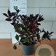 Weigela florida 'Alexandra' GM C3