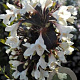 Weigela 'Velda' 100-125 cm 40L struik
