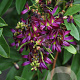 Wisteria Evergreen 300+ ontainer solitair