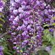 Wisteria flor. 'Black Dragon' 325-350 cm container Gestokt