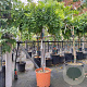 Wisteria sinensis halfstam container