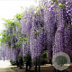 Wisteria sinensis GM 45L lage leivorm