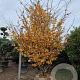 Parrotia persica 300-350 cm draadkluit meerstammig bijenkorf