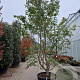 Parrotia persica 350-400 cm container meerstammig