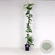 Wisteria sinensis 'Prolific' 150-175 cm 5,0L