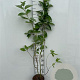 Cornus alba 125-150 cm 5,0L