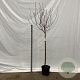 Cornus alba 'Elegantissima' 120 cm stam 12L 2jr.kroon