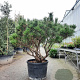 Pinus nigra Brepo 100-125 cm container piramide