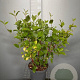 Cornus alba 'Sibirica' 60-80 cm 7,5L