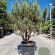 Pinus sylvestris 100-125 cm 25L
