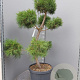 Pinus sylvestris 120-140 cm container paraplu