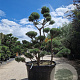 Pinus sylvestris 200-250 cm cont. 500L bonsai