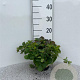 Cornus canadensis 10-15 cm C1.5