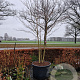 Cornus controversa 350-400 cm container solitair 2-3 tak