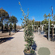 Quercus ilex 125-150 cm 18L