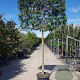 Quercus ilex 180 cm stam container 20-25 lei 150x120