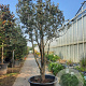 Quercus ilex 300-350 cm container meerstammig struik