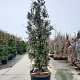 Quercus ilex 300-350 cm cont. 200L meerstammig