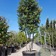Quercus ilex 300-350 cm cont. 230L paraplu