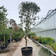 Quercus ilex 350-400 cm container