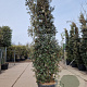 Quercus ilex 350-400 cm cont. 230L meerstammig