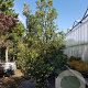 Quercus ilex 350-400 cm cont. 350L meerstammig