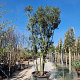 Quercus ilex 350-400 cm cont. 500L meerstammig