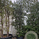Quercus ilex 500-550 cm container meerstammig