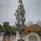 Quercus ilex 500-550 cm container meerstammig