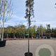 Quercus ilex 150 cm stam container 10-12 leiboom