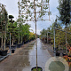 Quercus ilex 180 cm stam container 16-18