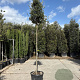 Quercus ilex 200 cm stam container 14-16 hoge lei
