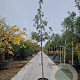 Quercus ilex 8-10 HO 35L