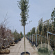 Quercus ilex 20-25 HO container