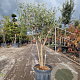 Quercus suber 120-140 cm container meerstammig