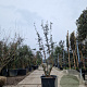 Quercus suber 175-200 cm cont. 110L meerstammig