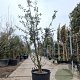 Quercus suber 200-250 cm cont. 110L MPS