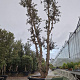 Quercus suber 350-400 cm cont. 500L meerstammig