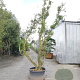 Quercus suber 450-500 cm cont. 230L meerstammig