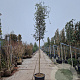 Quercus suber 180 cm stam container 14-16