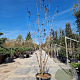 Sambucus nigra Black Tower 250-300 cm container Multistam