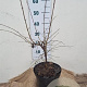 Cornus mas 40-60 cm 7,5L
