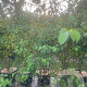 Cornus sanguinea 175-200 cm 25L struik