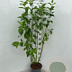 Cornus sericea 'Flaviramea' 100-125 cm 5,0L