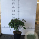 Cornus sericea 'Kelseyi' 30-40 cm 5,0L