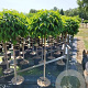 Cornus sericea 'Kelseyi' 120 cm stam 12L 3jr.kroon