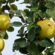 Cydonia o. Meisterkwee Dwarf Orange 250-300 cm draadkluit struik