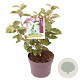Elaeagnus ebbingei 30-40 cm 3,0L