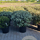 Elaeagnus ebbingei 80-90 cm cont. 55L bol najaarspotting